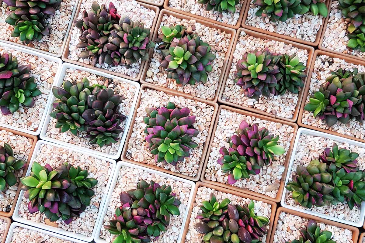 A close up top down image of Anacampseros plants with variegated foliage growing in small square pots with decorative stones covering the surface of the soil.