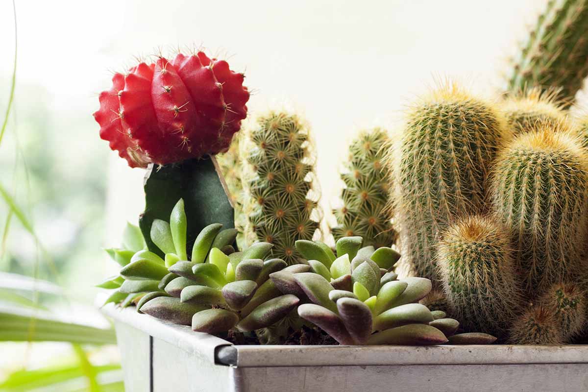 A close up horizontal image of a mixed planting of cacti and succulents growing in a square container pictured on a soft focus background.