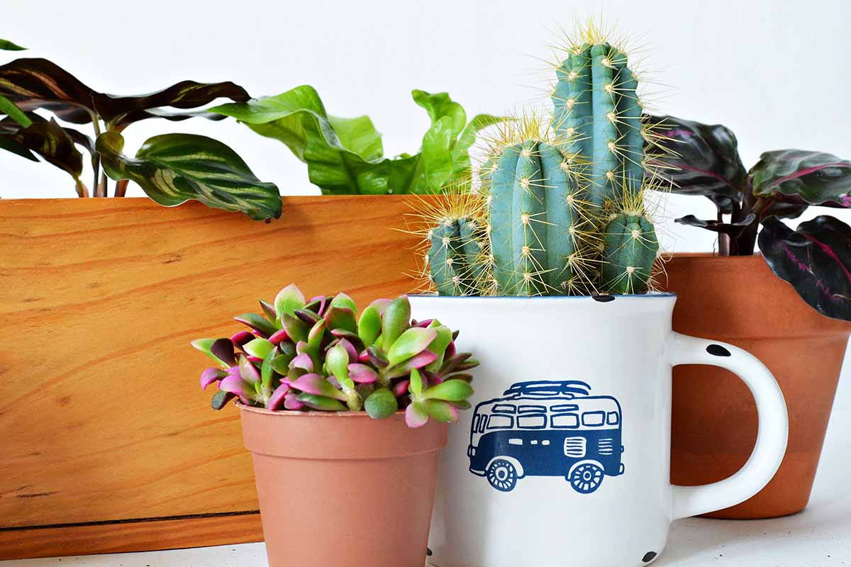 A close up horizontal image of a potted succulent set on a white surface with a cactus growing in a tea mug, and a variety of other houseplants in terra cotta and wooden pots.