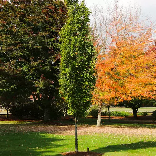A square image of a small, upright Beacon swamp white oak tree growing in a park.
