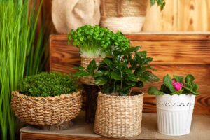 A close up horizontal image of a collection of houseplants on wooden shelves.