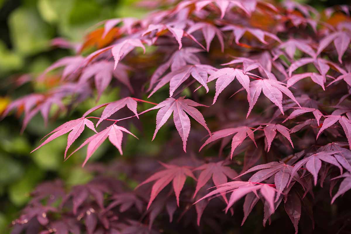 A close up horizontal image of the foliage of Acer palmatum 'Bloodgood' Japanese maple pictured on a soft focus background.