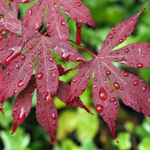 A close up square image of 'Bloodgood' Japanese maple foliage covered in droplets of water pictured on a soft focus background.