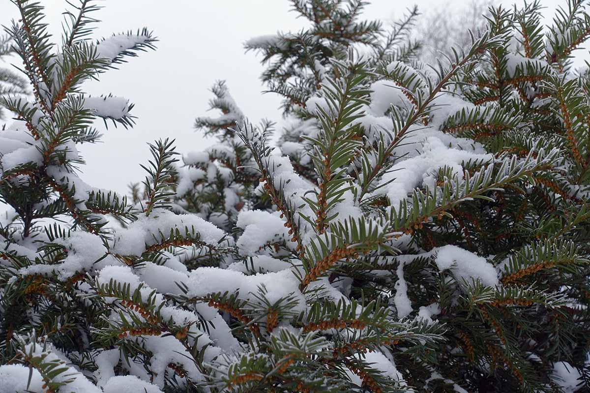 A close up horizontal image of the branches of a yew tree covered in a dusting of snow.