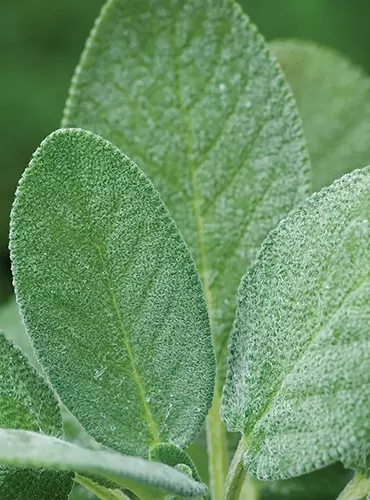 A close up of broadleaf sage foliage pictured on a soft focus background.