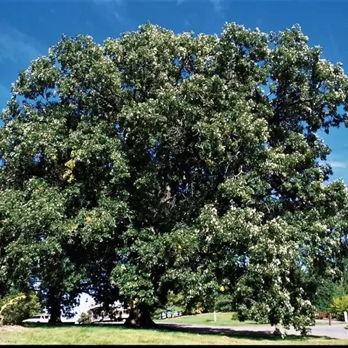A square image of a large bur oak growing in a park pictured on a blue sky background.