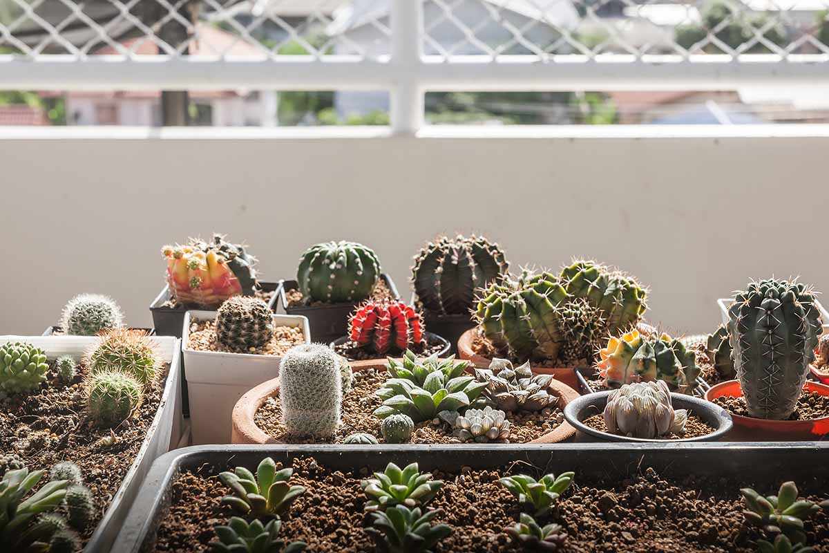 A close up horizontal image of a succulent and cacti collection in different sized pots set outdoors on a balcony.