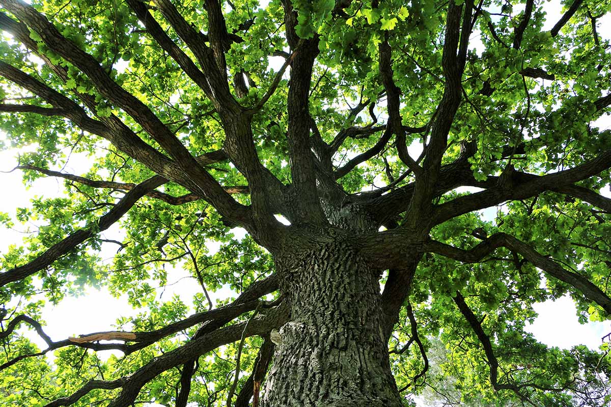 A horizontal image looking up towards the canopy of a large oak.