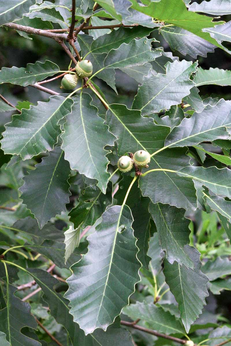 A close up vertical image of acorns forming on a chinkapin oak tree, the nuts surrounded by deep green foliage.