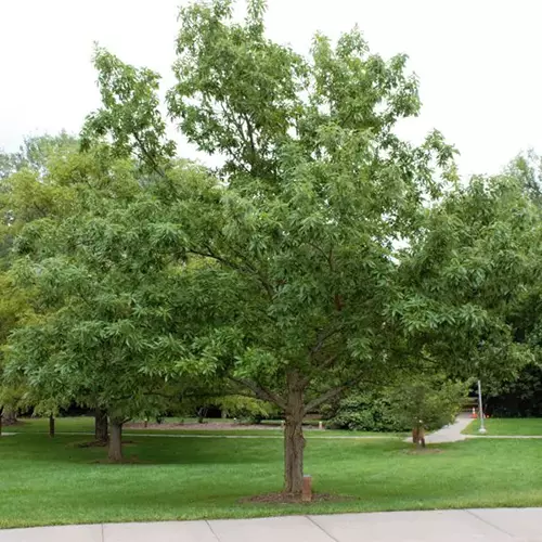 A square image of a chinkapin oak tree growing in a park.