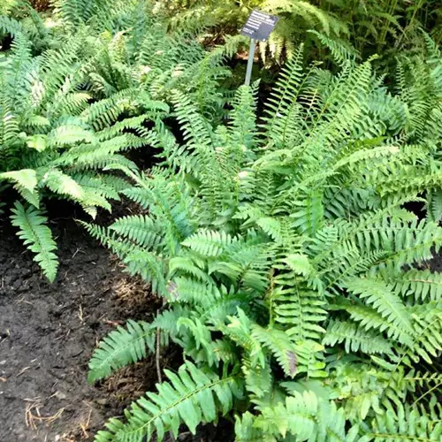 A square image of a Christmas fern (Polystichum acrostichoides) growing outdoors.