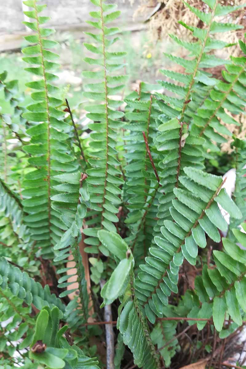 A vertical image of the upright foliage of a Polystichum acrostichoides fern growing in a container outdoors.