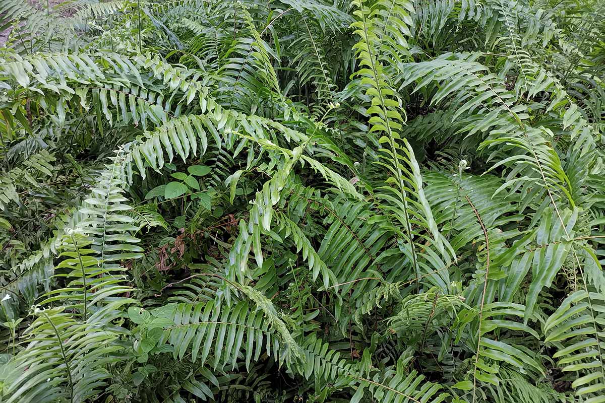 A close up horizontal image of a large Polystichum acrostichoides (aka Christmas fern) growing outdoors in the garden.