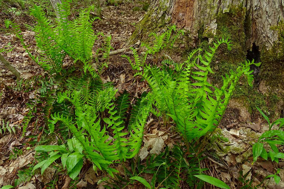 A horizontal image of young Polystichum acrostichoides plants growing under a tree surrounded by autumn leaves.