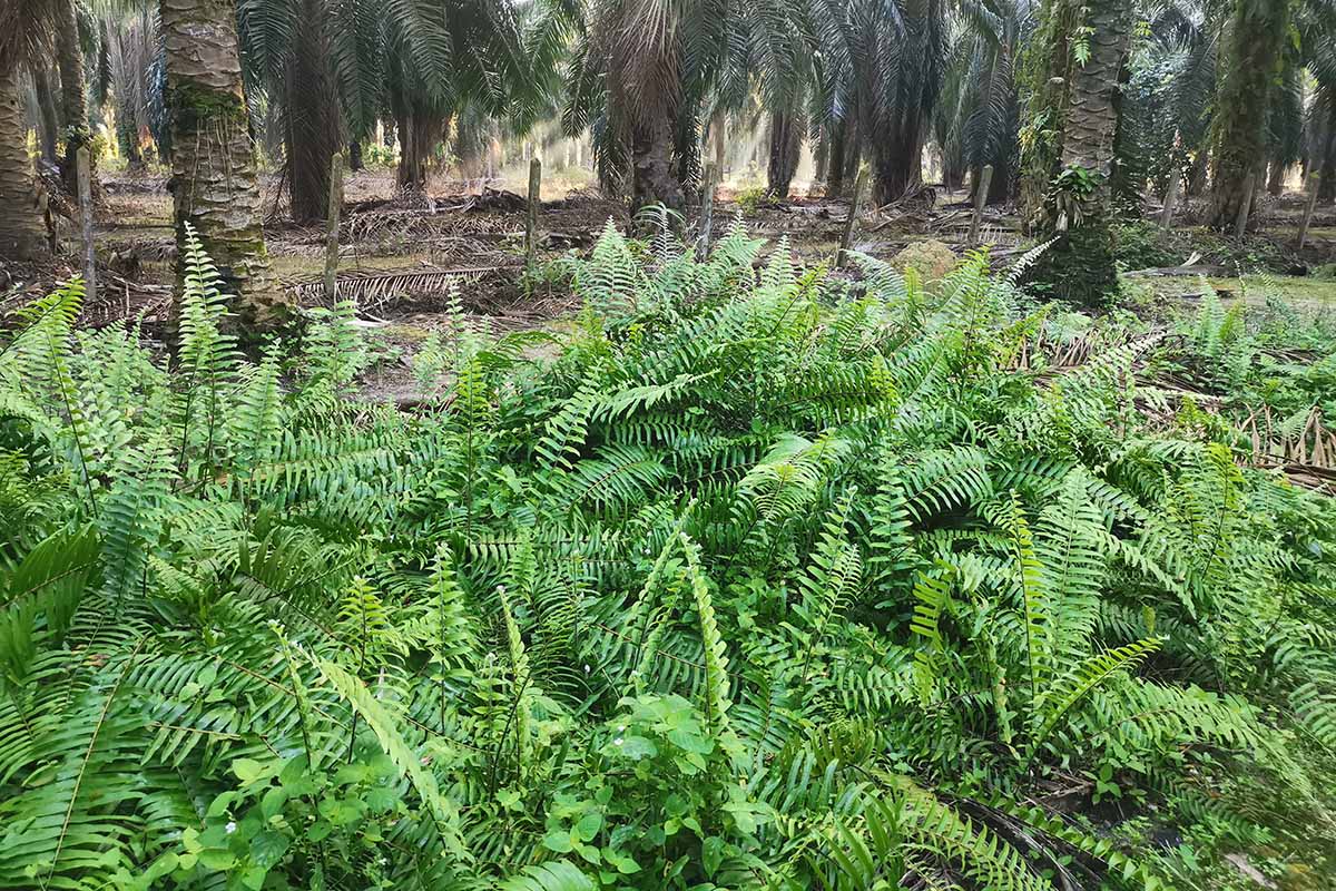 A horizontal image of Christmas ferns (Polystichum acrostichoides) growing wild on the edge of a palm forest.