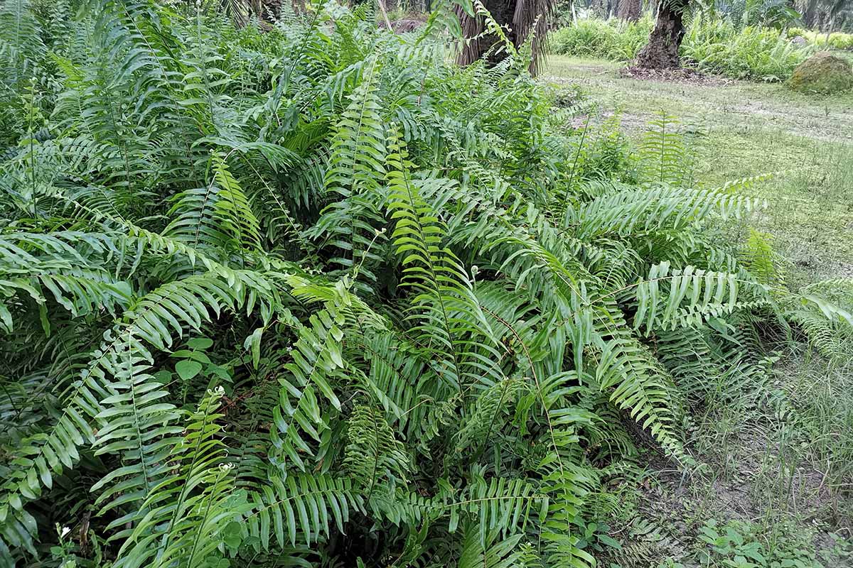 A horizontal image of large Polystichum acrostichoides (Christmas fern) growing outdoors in a woodland area.