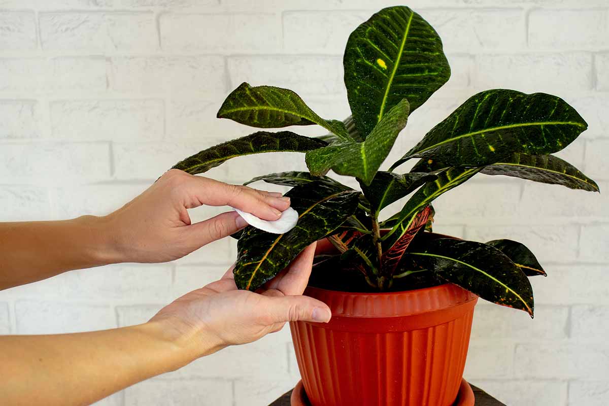 A close up horizontal image of a woman's hand dusting the leaves of a croton plant growing in a red pot.