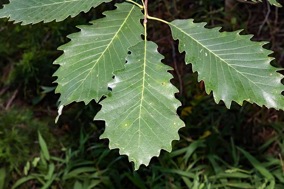 A close up of the foliage of a Quercus muehlenbergii tree pictured on a soft focus background.
