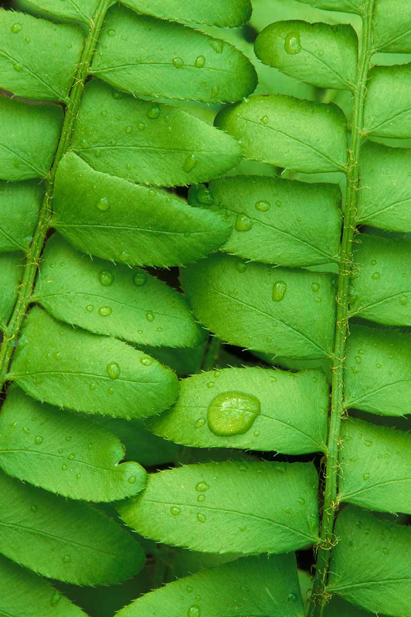 A close up vertical image of raindrops on the foliage of a Christmas fern (Polystichum acrostichoides).