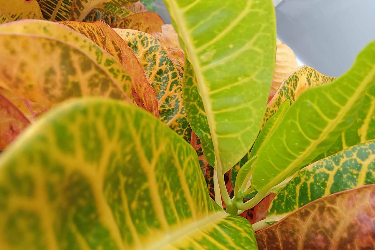 A close up horizontal image of croton foliage that has started to lose color and fade.