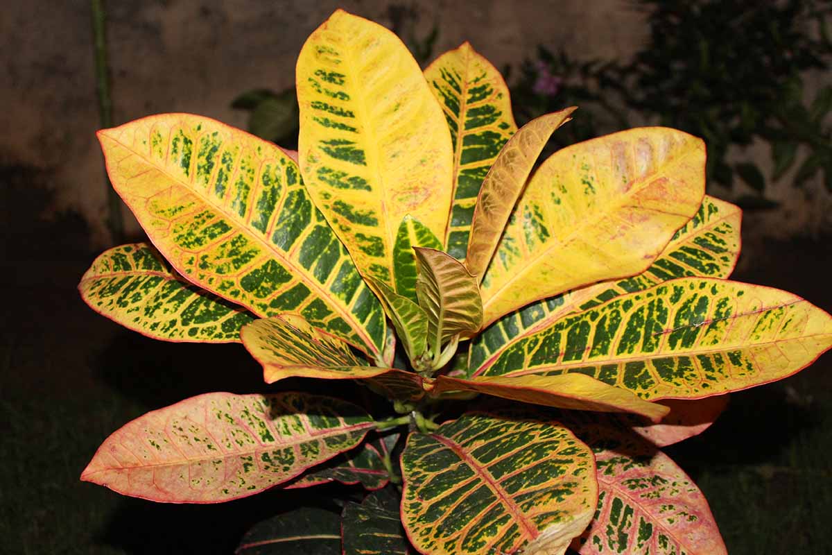 A close up horizontal image of the foliage of a croton plant growing in a pot pictured on a dark background.