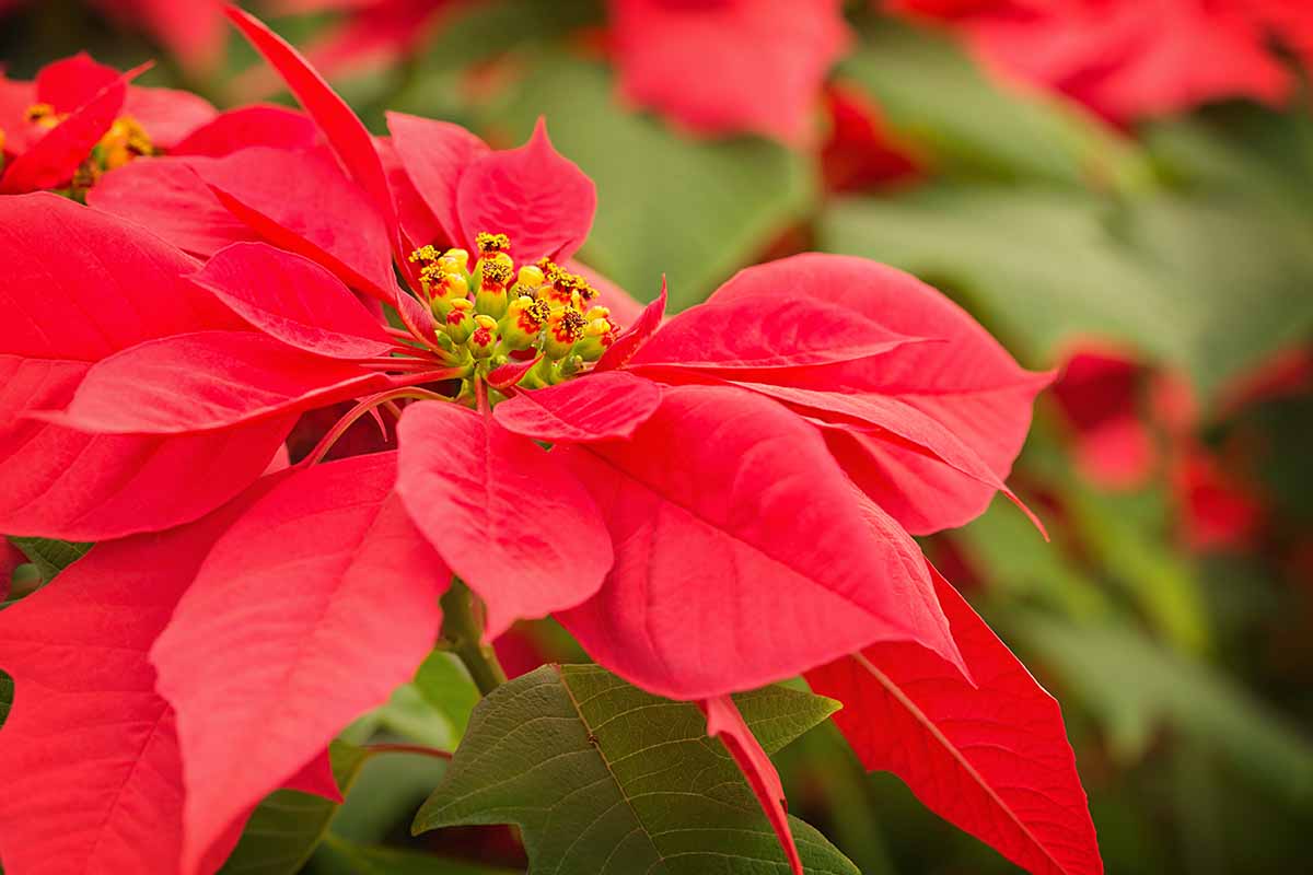 A close up horizontal image of the red bracts and small yellow flowers of a poinsettia plant pictured on a greenish soft focus background.