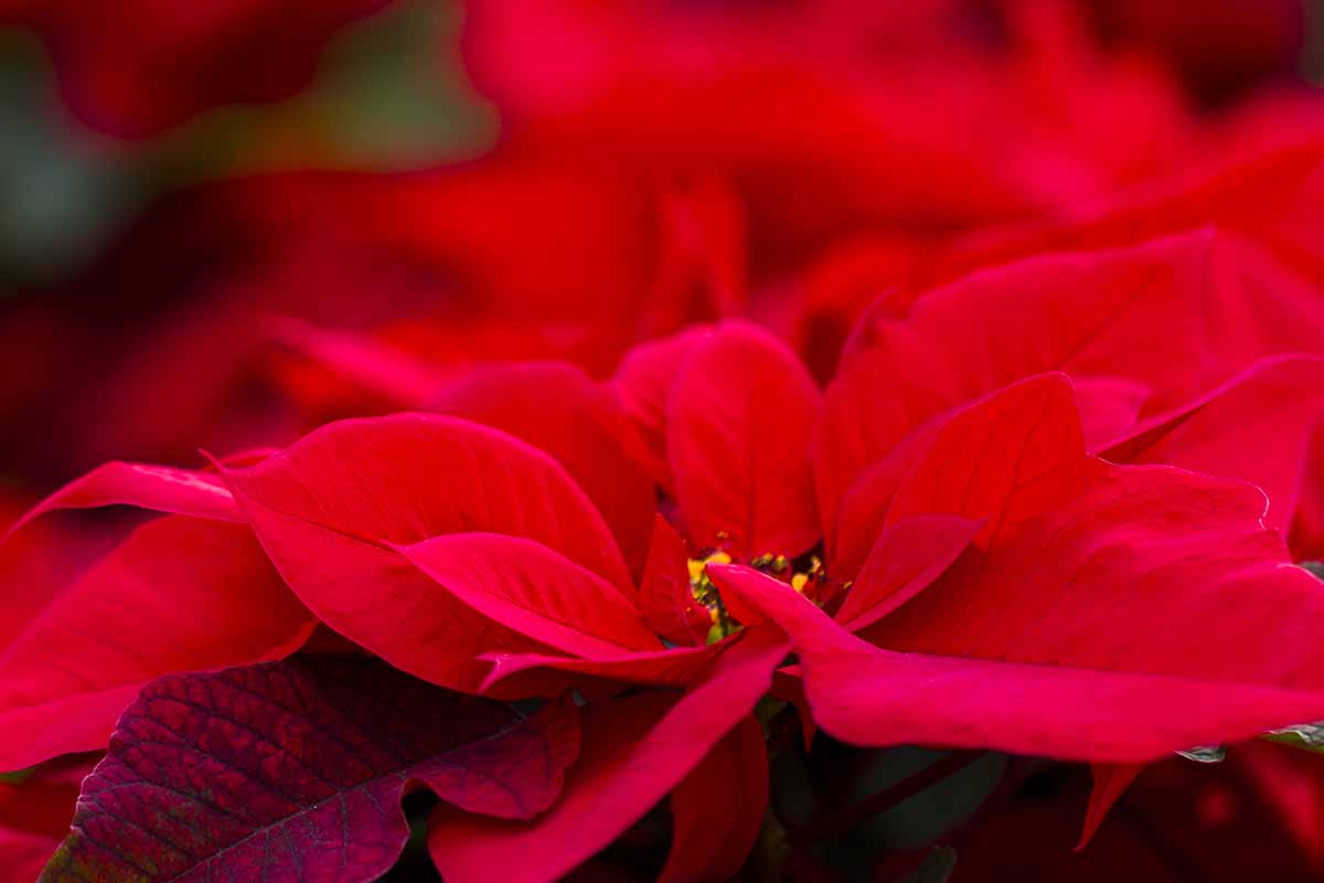 A close up horizontal image of a red Euphorbia pulcherrima plant pictured on a soft focus background.