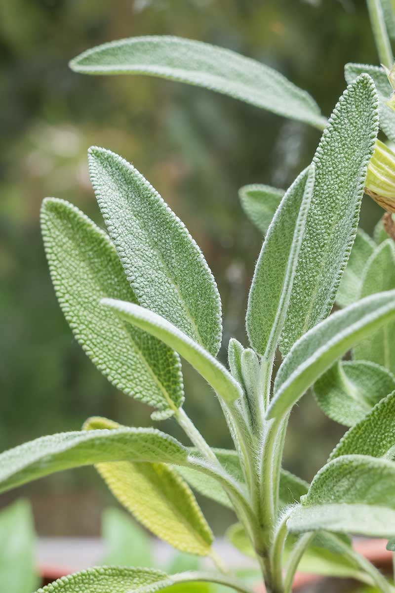 A close up vertical image of broadleaf sage growing in the garden pictured on a soft focus background.