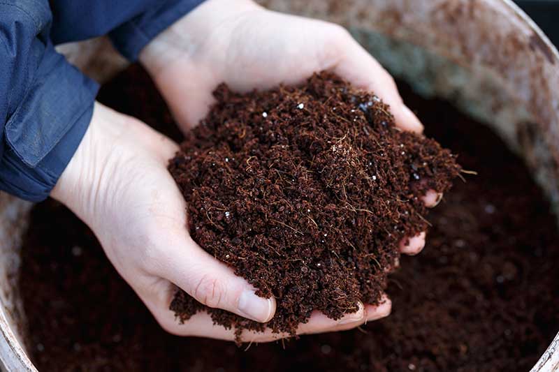 A close up horizontal image of two hands from the left of the frame holding up fresh compost.