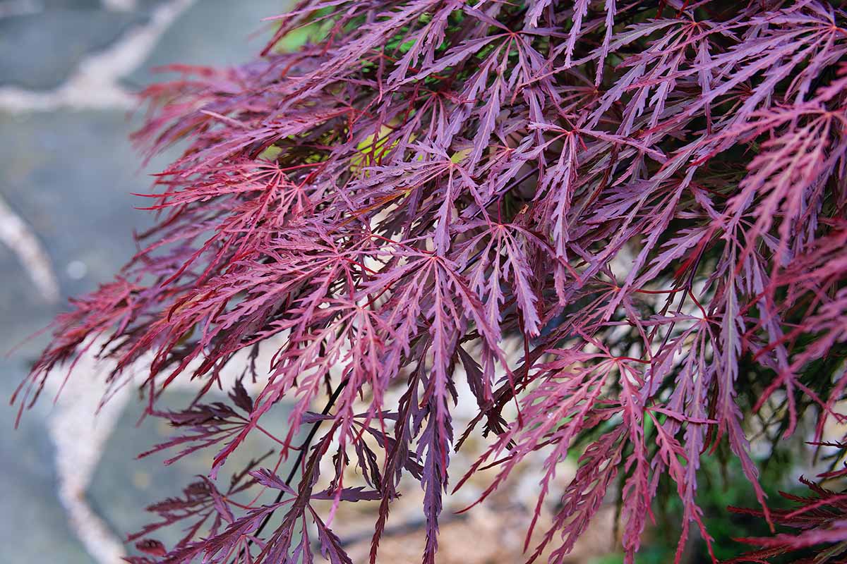 A close up horizontal image of the branches and foliage of Acer palmatum 'Crimson Queen' pictured on a soft focus background.