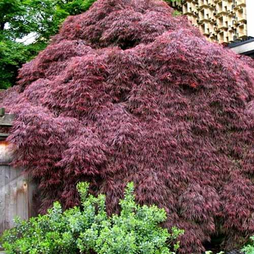 A square image of a large 'Crimson Queen' Japanese maple growing in the garden.