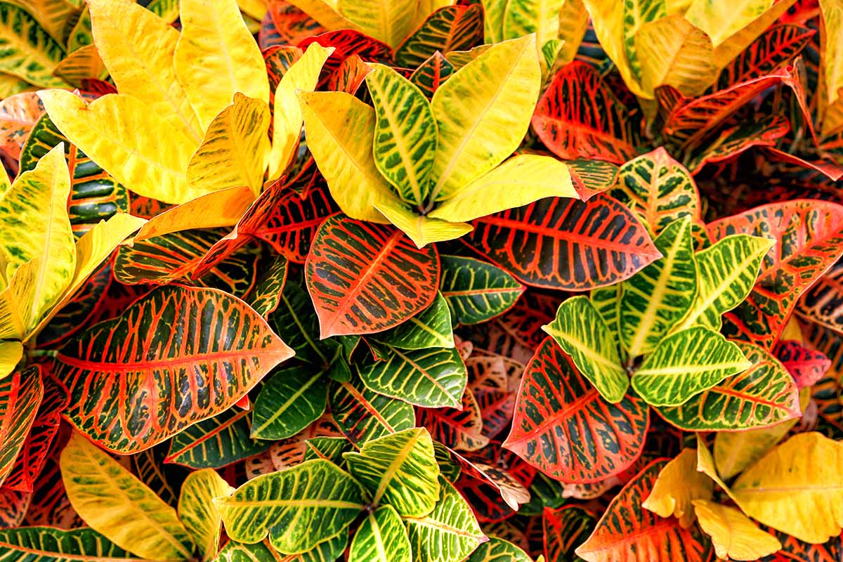 A close up horizontal image of the colorful foliage of a croton plant.