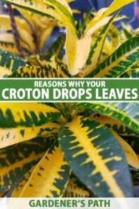 9 Reasons Why a Croton May Drop Its Leaves | Gardener’s Path
