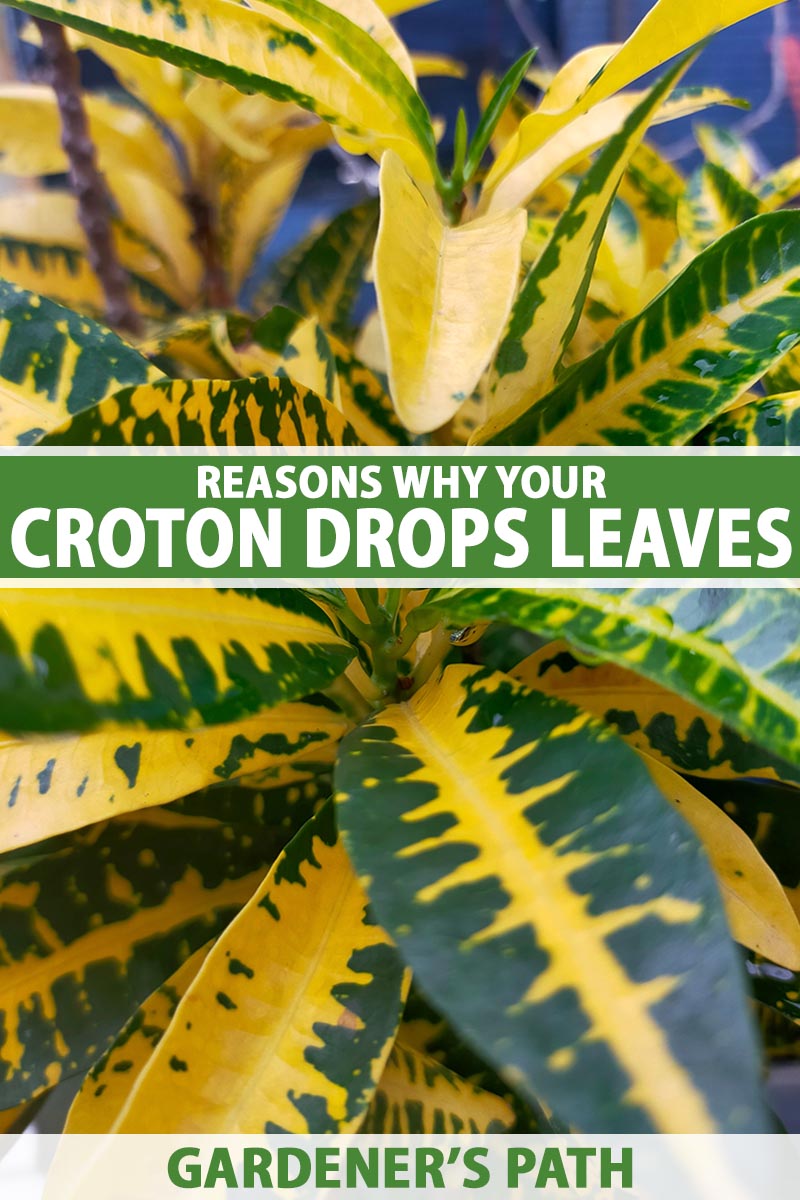 A close up vertical image of a croton plant with green and yellow foliage pictured on a soft focus background. To the center and bottom of the frame is green and white printed text.