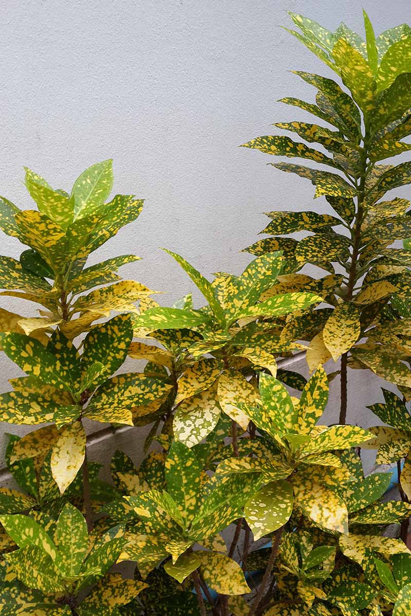 A close up vertical image of a large green and yellow croton plant growing outside with a white wall in the background.