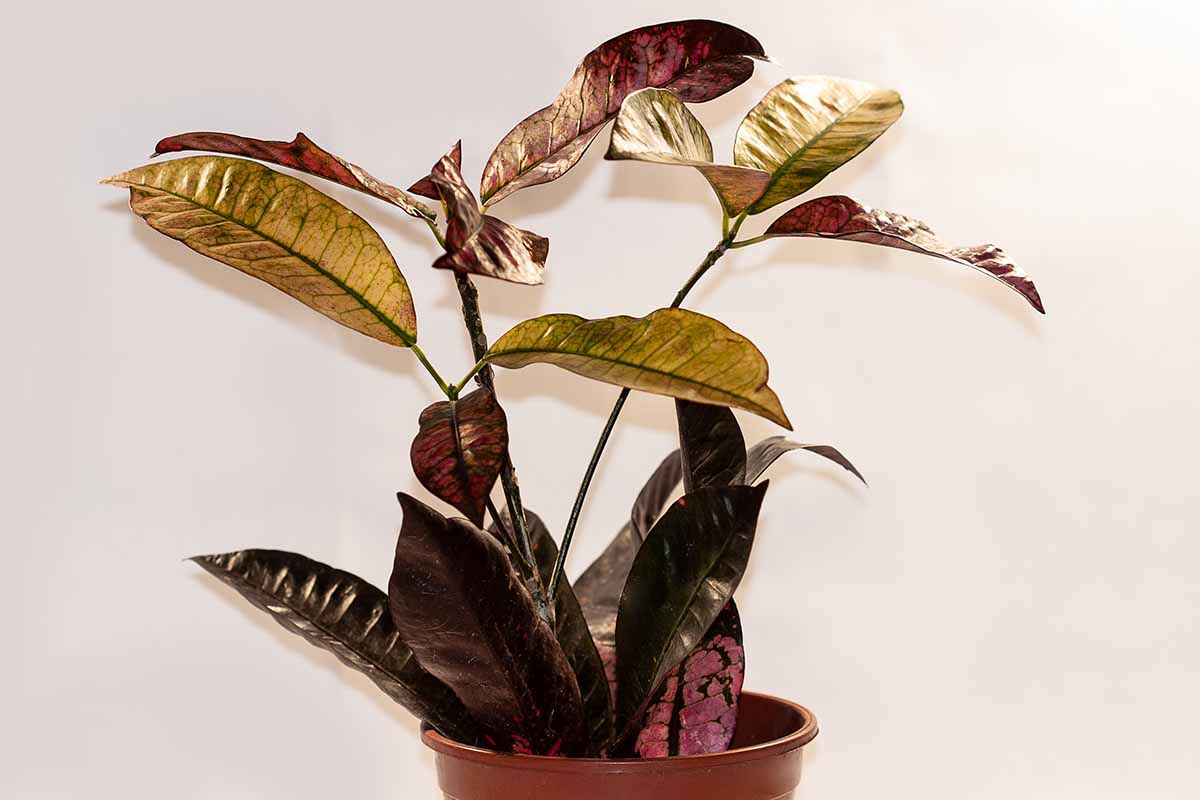 A close up horizontal image of a potted croton plant pictured against a white wall.