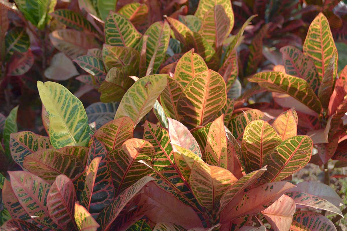 A close up horizontal image of crotons growing in the garden with foliage that is starting to fade.