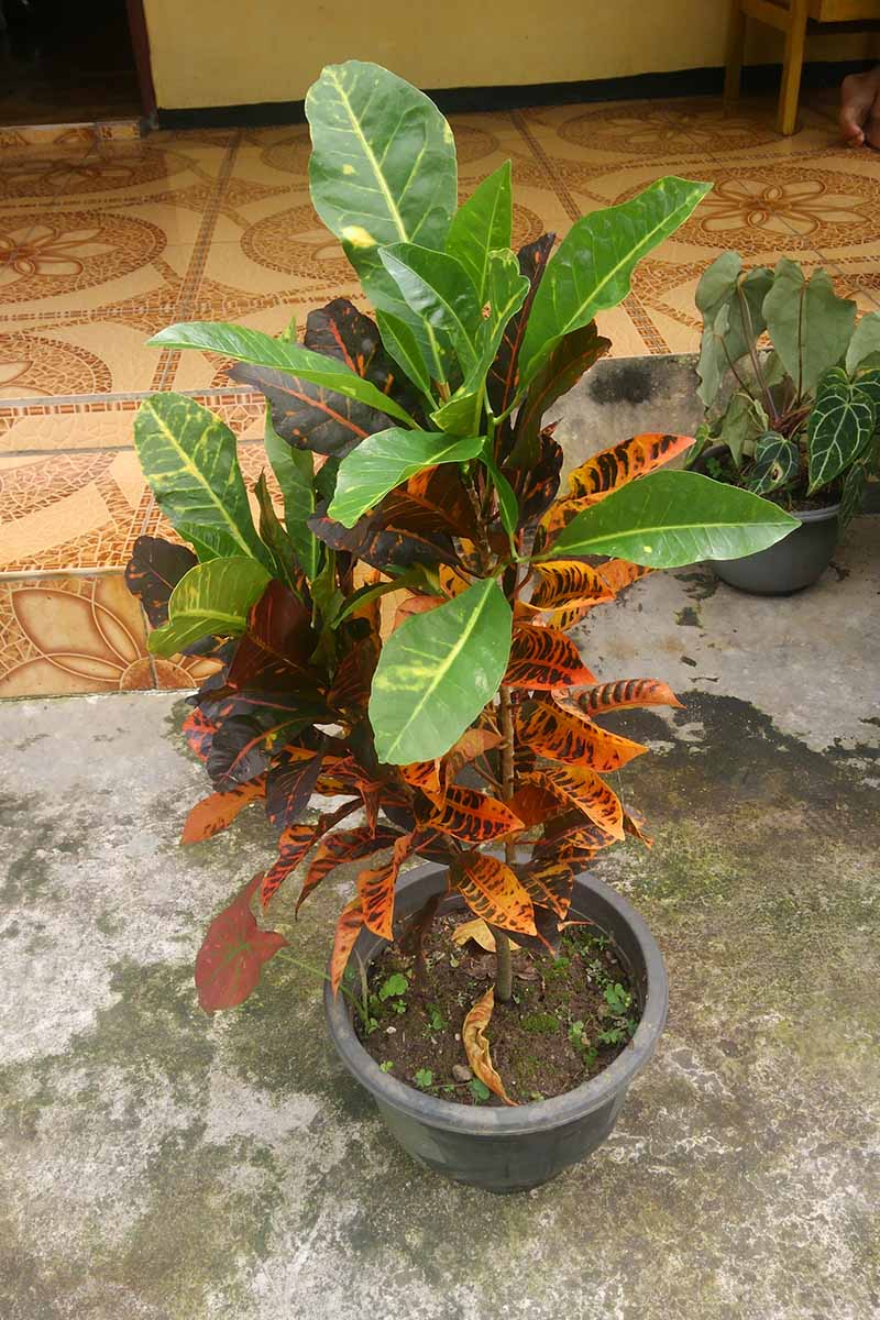 A vertical image of a potted croton set outside on a patio.
