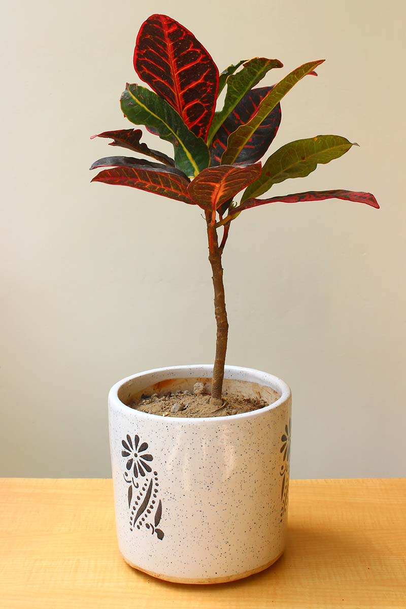 A close up vertical image of a green and red croton plant in a small ceramic pot set on a wooden surface.