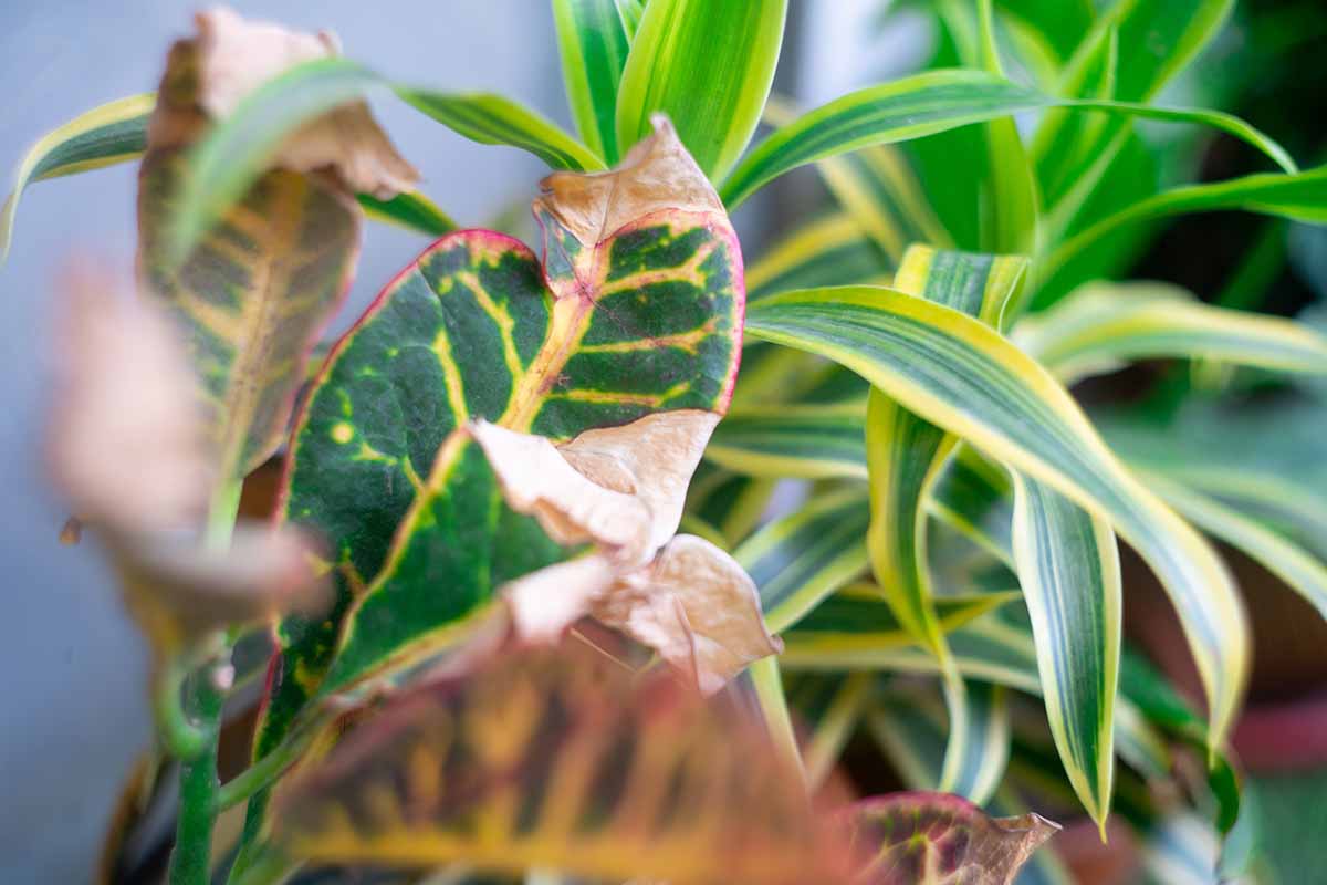 A close up horizontal image of a croton plant with foliage that is turning brown.