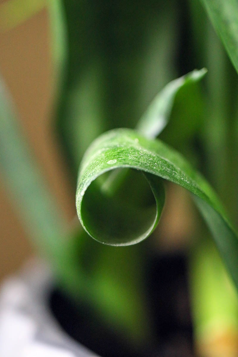 A close up vertical image of a Dracaena trifasciata leaf that is curling, pictured on a soft focus background.