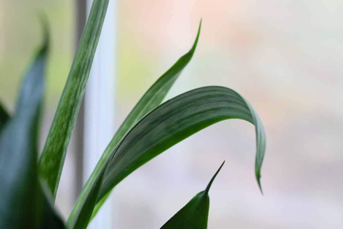 A close up horizontal image of a snake plant growing indoors with curling leaves.