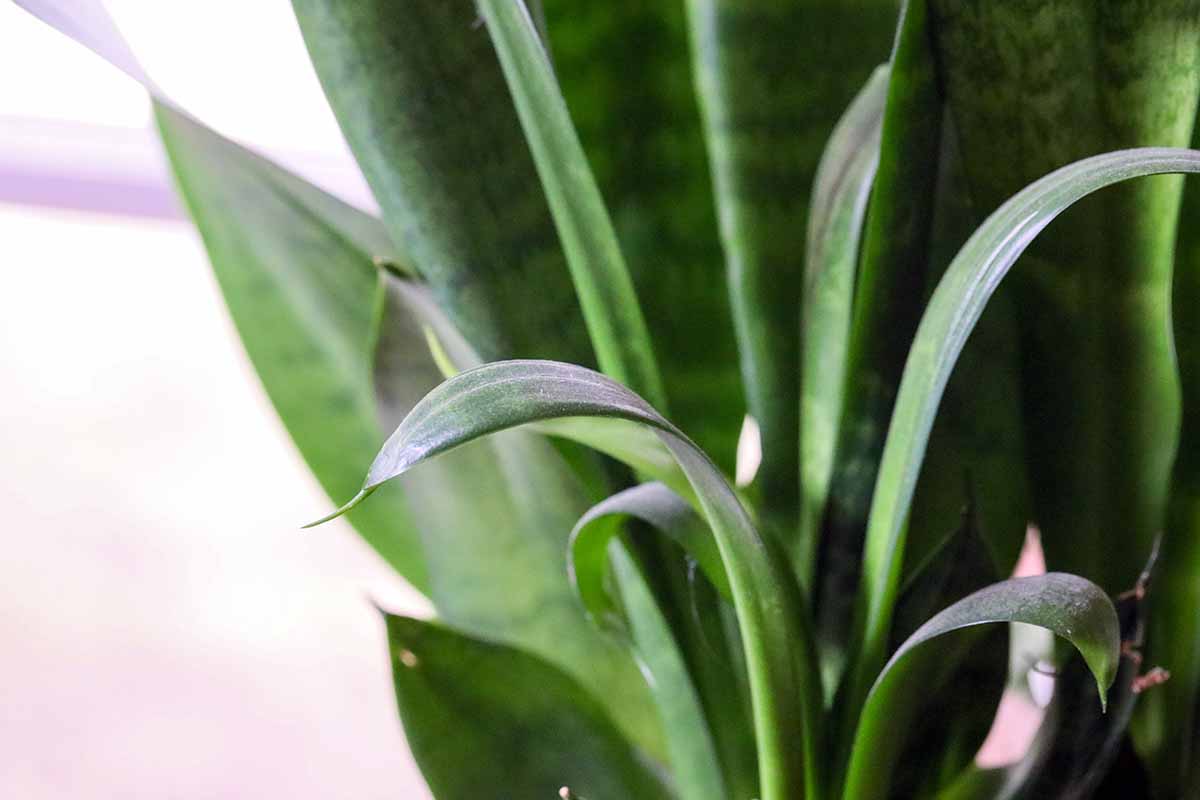A close up horizontal image of a Dracaena trifasciata with leaves that are curling pictured on a soft focus background.
