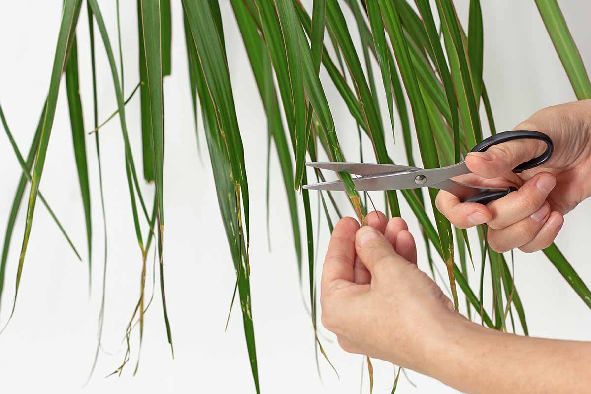 A close up horizontal image of hands from the bottom of the frame using scissors to snip off dry brown edges of Dracaena foliage.