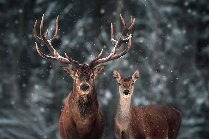 A close up horizontal image of two deer in a winter garden pictured on a soft focus background.