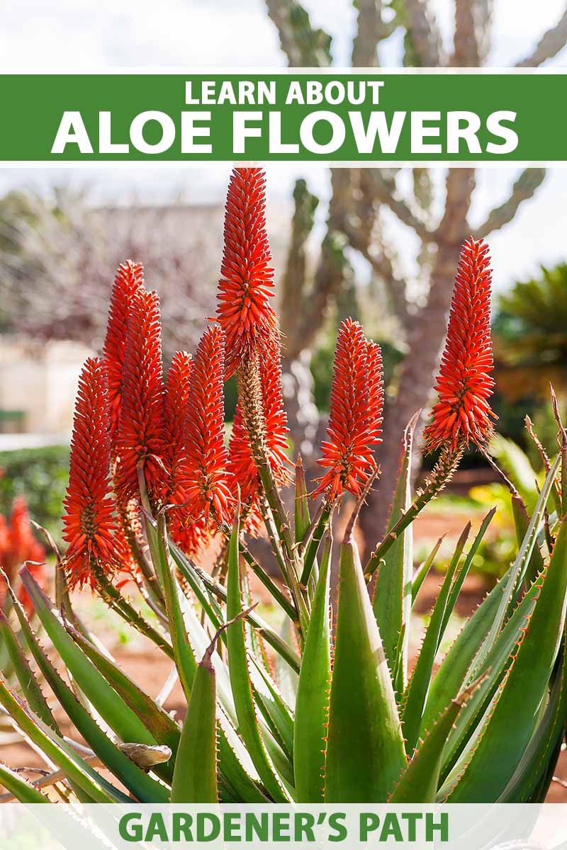 A close up vertical image of aloe plants growing in the garden in full bloom with bright red flowers pictured in light sunshine on a soft focus background. To the top and bottom of the frame is green and white printed text.