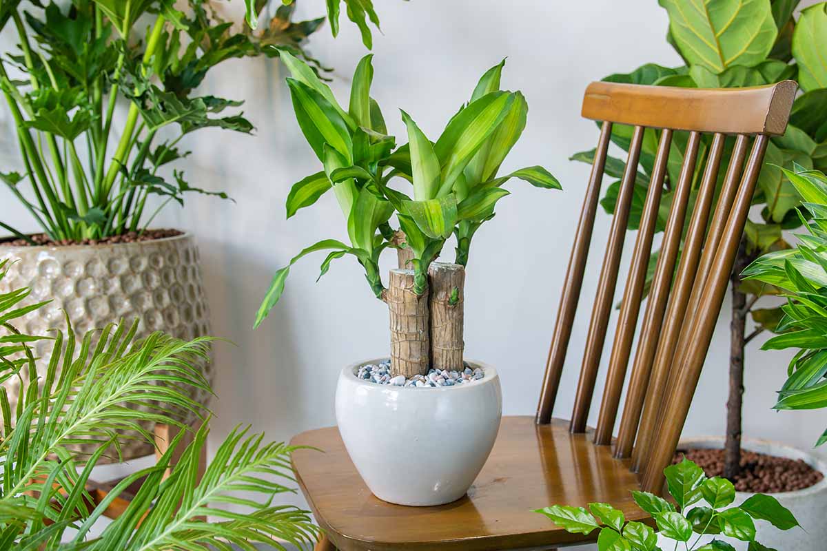 A close up horizontal image of a Dracaena fragrans growing in a small pot set on a wooden chair surrounded by other houseplants.