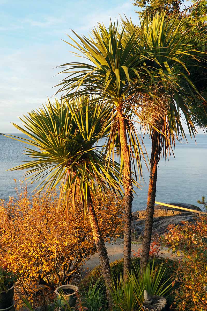 A vertical image of a large Dracaena plant with three stems growing outdoors in the garden with the ocean in the background.