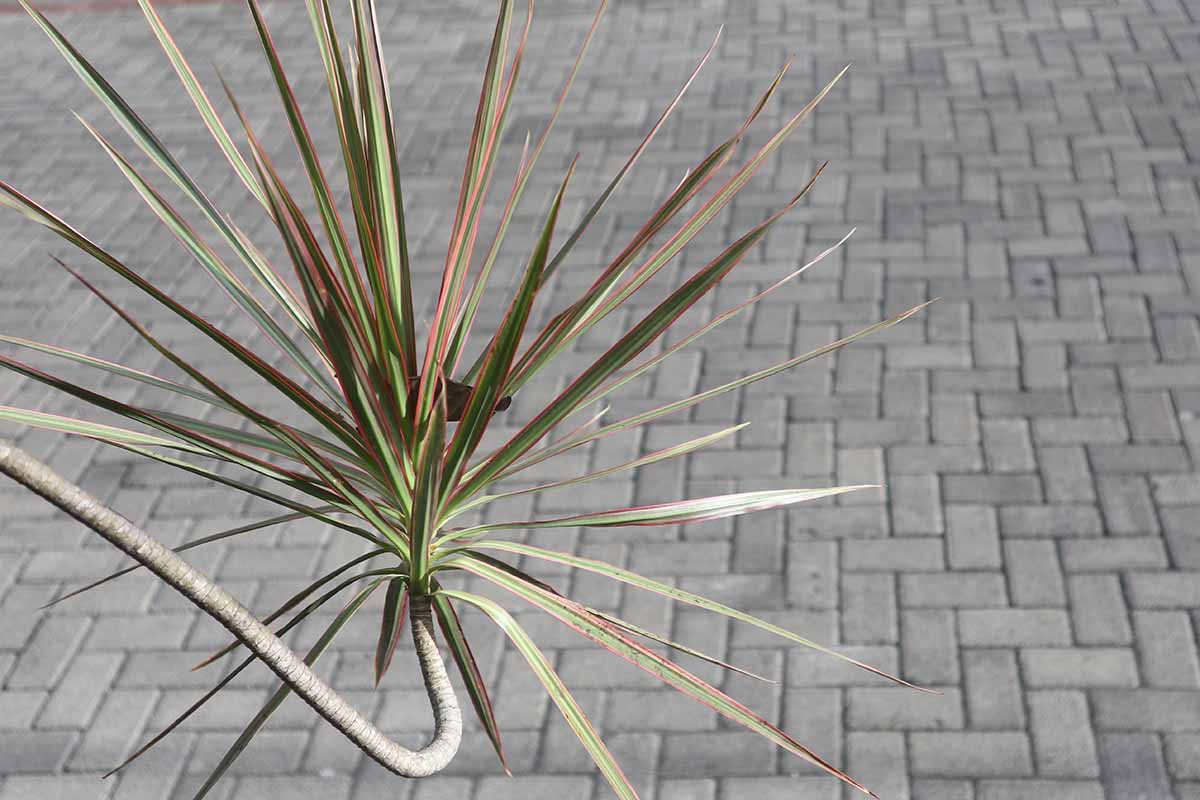 A close up horizontal image of a Dracaena marginata plant with a very long stem.