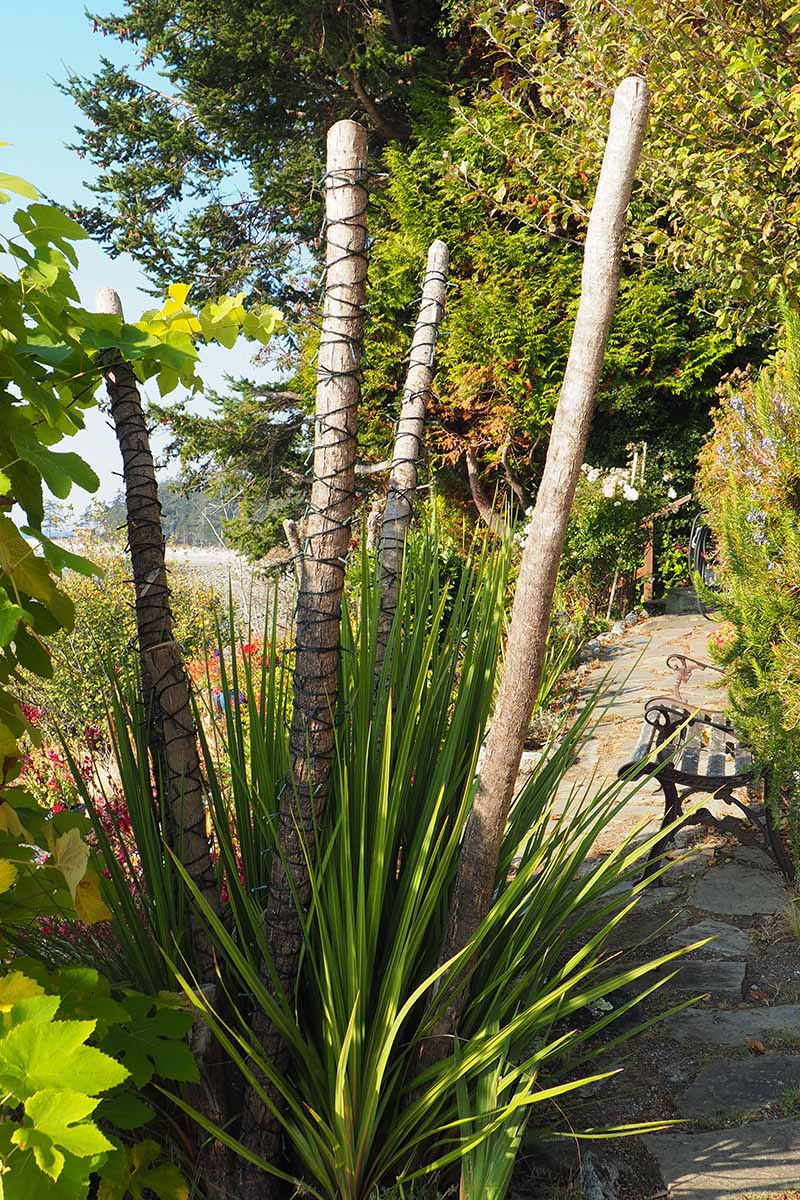 Een close-up verticaal beeld van een Dracaena-plant die buiten in de tuin groeit en die is gesnoeid om de toppen eraf te halen.